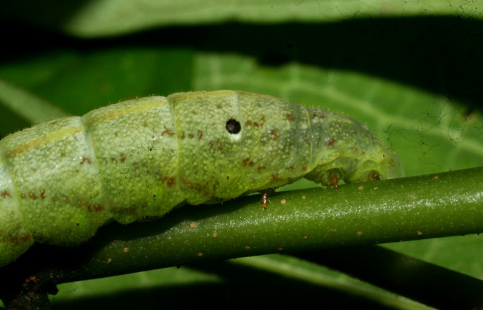 Fig. 11. Larva PU estadío <i>Xylophanes godmani</i>, posición lateral. Area de Conservación Guanacaste, Sector Pitilla, Sendero Orosilito, elevación 900 m.s.n.m.  (11-SRNP-31400-DHJ482427.jpg).