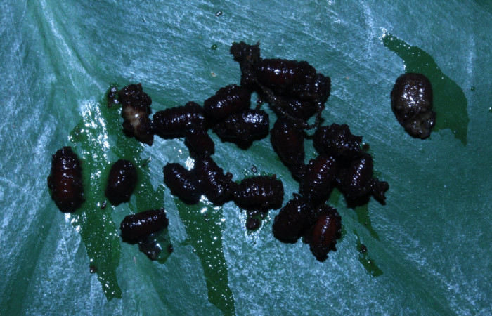 Fig. 23. Puparias de mosca Tachinidae <i>Drino</i> Wood06DHJ01, parásito de larva <i>Xylophanes godmani</i>, Area de Conservación Guanacaste, Sector Pitilla, Sendero Orosilito, elevación 900 m.s.n.m  (14-SRNP-30433-DHJ720661.jpg).