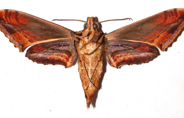 Fig. 3. Adulto <i>Xylophanes godmani</i>, posición ventral, hembra. Area de Conservación Guanacaste, Sector Cacao, Sendero Derrumbe, elevación 1220 m.s.n.m.  (97-SRNP-523-DHJ35447).