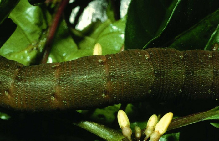 Fig. 12. Larva U estadío <i>Xylophanes godmani</i>, posición dorsal. Area de Conservación Guanacaste, Sector Cacao, Sendero Derrumbe, elevación 1220 m.s.n.m.  (97-SRNP-523-DHJ40109.jpg).