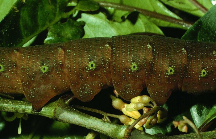 Fig. 13. Larva U estadío <i>Xylophanes godmani</i>, posición lateral. Area de Conservación Guanacaste, Sector Cacao, Sendero Derrumbe, elevación 1220 m.s.n.m.  (97-SRNP-523-DHJ40121.jpg).
