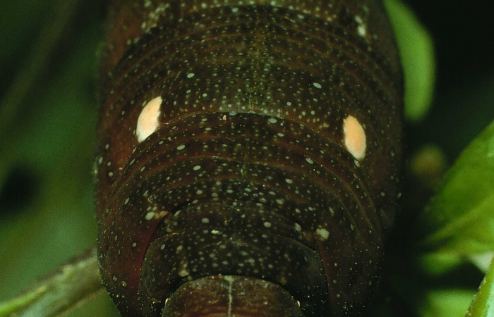 Fig. 15. Larva U estadío <i>Xylophanes godmani</i>, posición frontal. Area de Conservación Guanacaste, Sector Cacao, Sendero Derrumbe, elevación 1220 m.s.n.m.  (97-SRNP-523-DHJ40135.jpg).