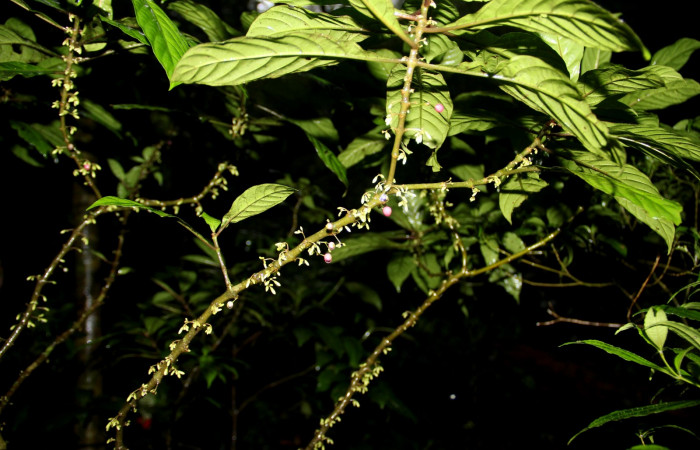 Fig. 25. Planta que come <i>Xylophanes godmani</i>, Familia,Rubiaceae, <i>Hoffmannia longipetiolata</i>, (Frutos). Area de Conservación Guanacaste, Sector Cacao, Sendero Derrumbe, elevación 1220 m.s.n.m. (Foto Harry.Ramirez Enero. 2020).
