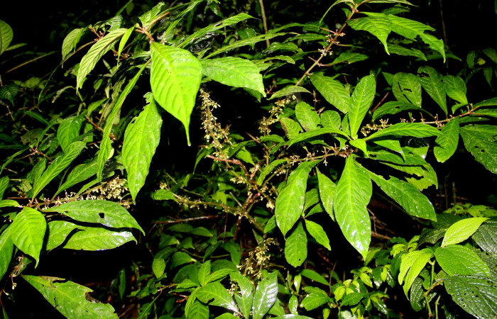 Fig. 26. Planta que come <i>Xylophanes godmani</i>, Familia,Rubiaceae, <i>Hoffmannia longipetiolata</i>, posición haz. Area de Conservación Guanacaste, Sector Cacao, Sendero Derrumbe, elevación 1220 m.s.n.m. (Foto Harry.Ramirez Enero. 2020).