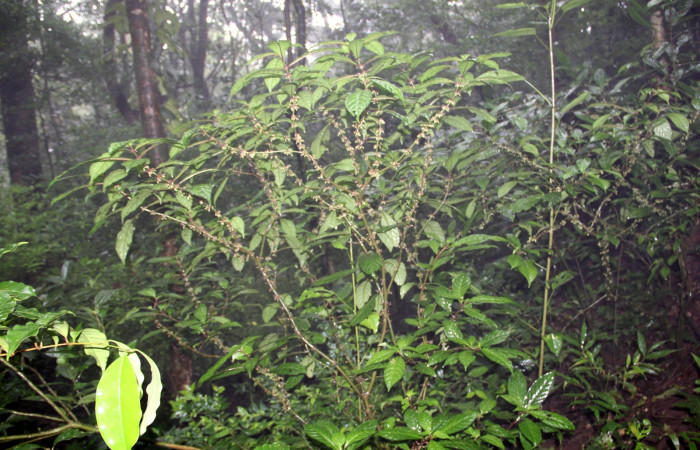 Fig. 28. Planta que come <i>Xylophanes godmani</i>, Familia,Rubiaceae, <i>Hoffmannia longipetiolata</i>. Area de Conservación Guanacaste, Sector Cacao, Sendero Derrumbe, elevación 1220 m.s.n.m. (Foto Harry.Ramirez Enero. 2020)