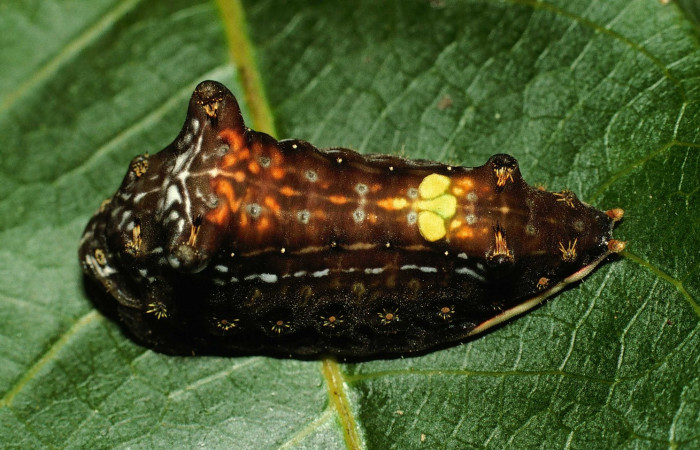 Fig. 9. Larva en último estadio de <i>Parasa viridogrisea</i>. Area de Conservación Guanacaste, Sector Cacao, Estacion Cacao elevación 1150mt. (02-SRNP-23382-DHJ70500.jpg).