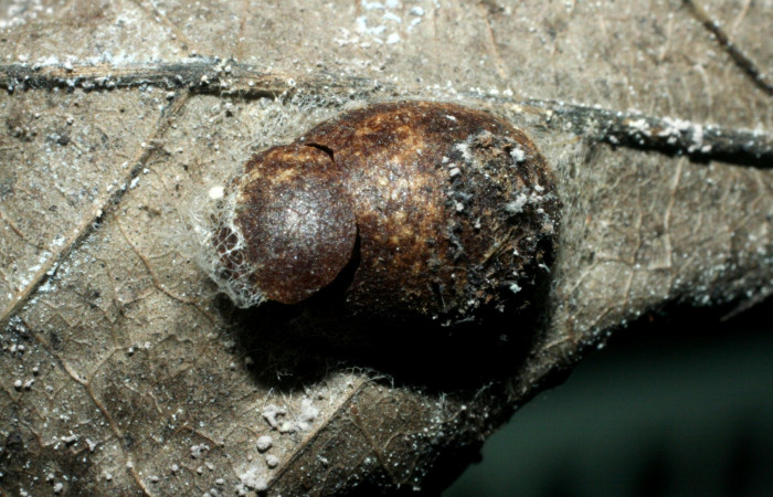 Fig. 11. Capullo ya eclosionado de <i>Parasa viridogrisea</i>. Area de Conservación Guanacaste, Sector San Cristóbal, Tajo Angeles elevación 540mt. (07-SRNP-2960-DHJ452704.jpg).