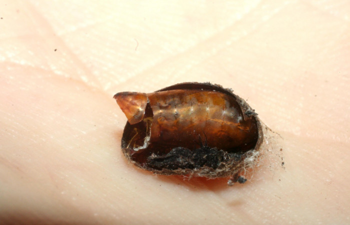 Fig. 12. Capullo de <i>Parasa viridogrisea</i> y puparia de la mosca ya eclosionado de donde salió <i>Austrophorocera</i> Wood03, familia Tachinidae . Area de Conservación Guanacaste, Sector San Cristóbal, Tajo Angeles elevación 540mt. (07-SRNP-2960-DHJ452705.jpg).