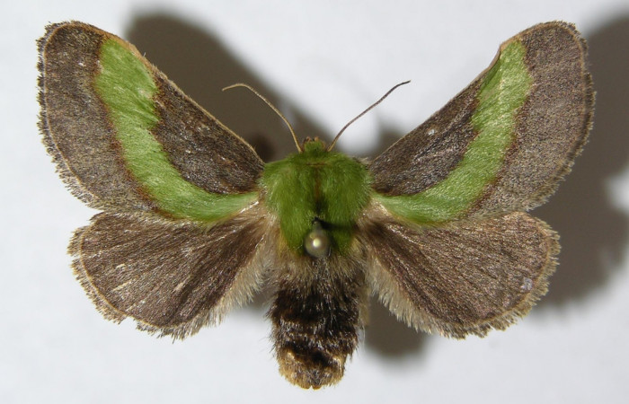 Fig. 2. Adulto hembra de <i>Parasa viridogrisea</i>. Area de Conservación Guanacaste, Sector Cacao, Sendero Ponderosa elevación 1060mt. (08-SRNP-36179-DHJ500752). Pocisión dorsal.