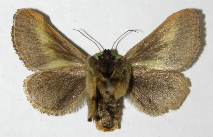Fig. 3. Adulto hembra de <i>Parasa viridogrisea</i>. Area de Conservación Guanacaste, Sector Cacao, Sendero Ponderosa elevación 1060mt. (08-SRNP-36179-DHJ500753). Pocisión ventral.