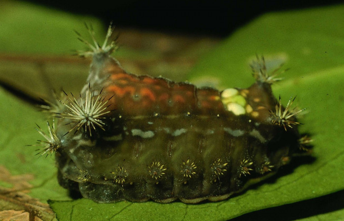 Fig.6. Larva en último estadio de <i>Parasa viridogrisea</i>. Area de Conservación Guanacaste, Sector Cacao, Estación Gongora elevación 570mt. (94-SRNP-9830-DHJ27100.jpg).