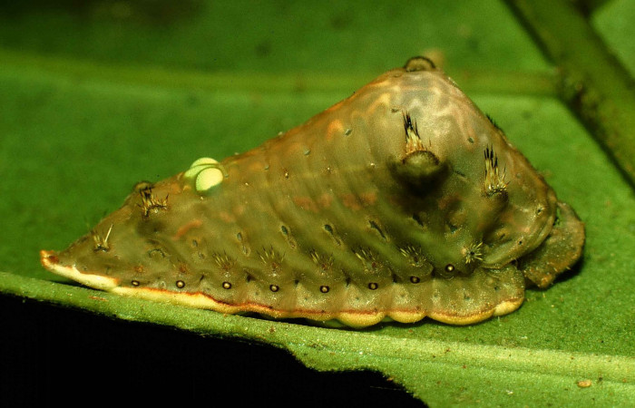 Fig.7. Larva en último estadio de <i>Parasa viridogrisea</i>. Area de Conservación Guanacaste, Sector San Cristóbal, Sendero Vivero elevación 730mt. (98-SRNP-6192-DHJ45766.jpg).