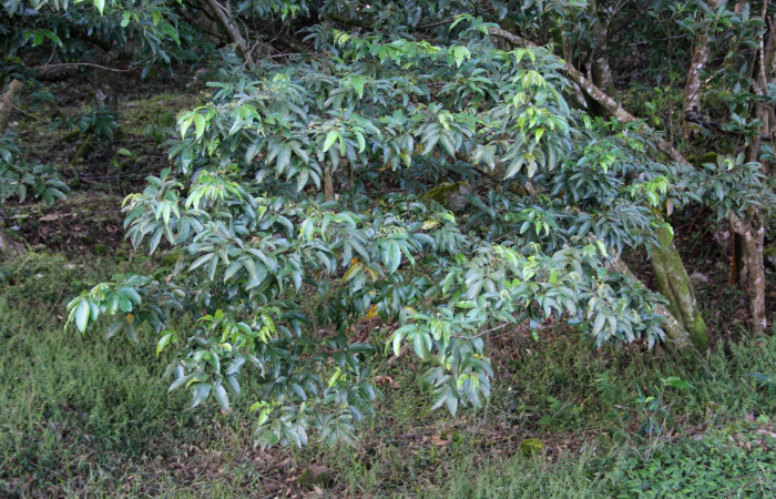 Fig. 14. Area de Conservación Guanacaste, Sector Cacao, Estación Gongora, elevación 570mt, planta hospedera de <i>Parasa viridogrisea</i>, <i>Inga punctata</i> de la familia Fabaceae. (foto 34.JMP 10/18/2019 .jpg).