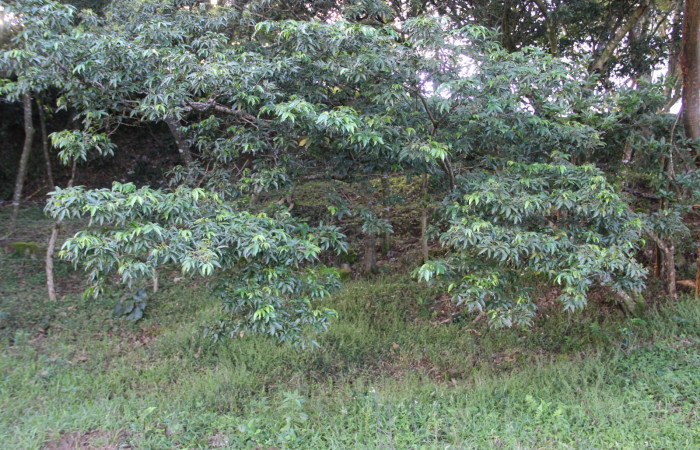 Fig. 15. Area de Conservación Guanacaste, Sector Cacao, Estación Gongora, elevación 570mt, planta hospedera de <i>Parasa viridogrisea</i>, <i>Inga punctata</i> de la familia Fabaceae. (foto 35.JMP 10/18/2019 .jpg).
