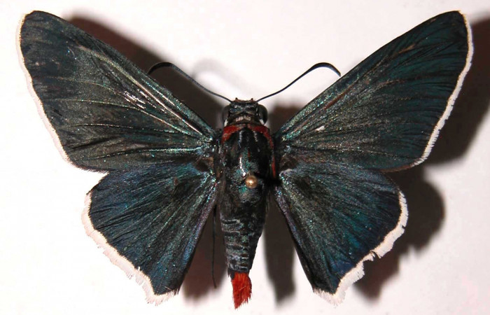 Figura 7. Adulto de <i>Microceris scylla</i> (Hesperiidae), hembra vista dorsal, localidad Vado Descanso Sector Santa Elena ACG (70m). Voucher: 03-SRNP-232-DHJ36584.jpg.