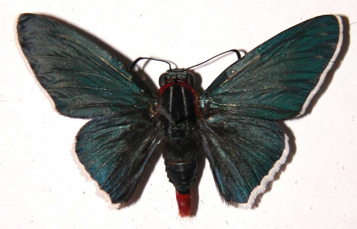 Figura 9. Adulto de <i>Microceris scylla</i> (Hesperiidae), macho vista dorsal, localidad Vado Descanso Sector Santa Elena ACG (70m). Voucher: 03-SRNP-635-DHJ36586.jpg.