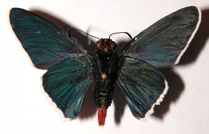 Figura 10. Adulto de <i>Microceris scylla</i> (Hesperiidae), macho vista ventral, localidad Vado Descanso Sector Santa Elena ACG (70m). Voucher: 03-SRNP-635-DHJ36587.jpg.