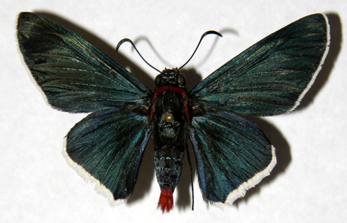 Figura 1. Adulto de <i>Microceris scylla</i> (Hesperiidae), vista dorsal, localidad Vado Chepon Sector Mundo Nuevo ACG (440m). Voucher: 05-SRNP-55736-DHJ323406.jpg.