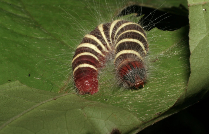 Figura 5. Larva <i>Microceris scylla</i> (Hesperiidae), último estadío (U) vista dorsal, localidad Vado Licania Sector Mundo Nuevo ACG (470m). Voucher: 05-SRNP-55985-DHJ408186.jpg.