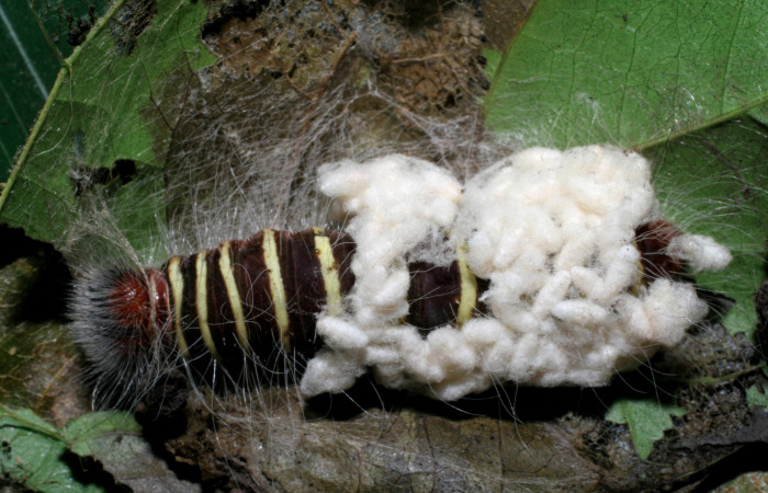 Figura 11. Larva <i>Microceris scylla</i> (Hesperiidae), vista capullos de parásitos Cotesia Whitfield08 (Braconidae), localidad Mamones Sector Mundo Nuevo ACG (365m). Voucher: 07-SRNP-60604-DHJ435078.jpg.