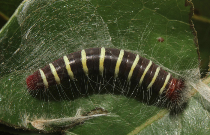 Figura 3. Larva <i>Microceris scylla</i> (Hesperiidae), tercer estadío (PPU) vista dorsal, localidad Calma Estación Quica Sector Pitilla ACG (412m). Voucher: 14-SRNP-70930-DHJ722971.jpg.