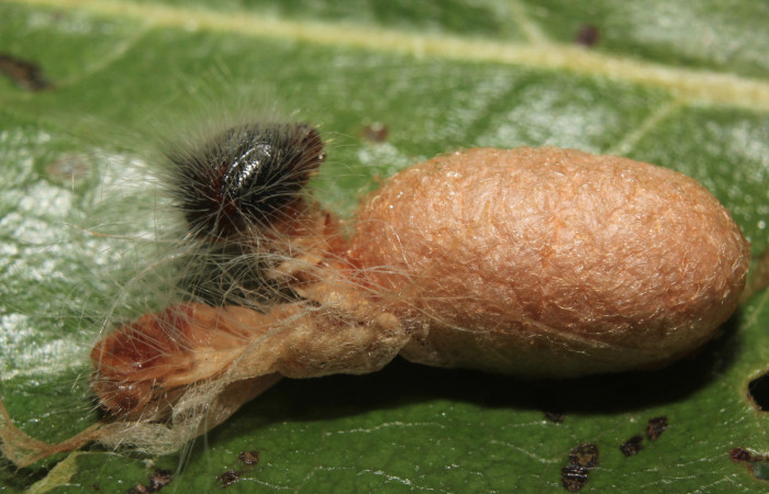 Figura 12. Capullo de parásito <i>Casinaria</i> legalisDHJ03 (Ichneumonidae) que ataca <i>Microceris scylla</i> (Hesperiidae), vista dorsal, localidad Calma Estación Quica Sector Pitilla ACG (412m). Voucher: 14-SRNP-70931-DHJ723092.jpg.