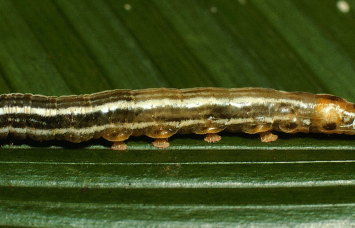 Figura 10. Larva <i>Tithraustes lambertae</i> (Notodontidae), vista parásitos dentro de cutícula <i>Cotesia</i> Whitfield86 (Braconidae), localidad Vado Río Francia, Sector Rincón Rain Forest ACG (400m). Voucher: 02-SRNP-6763-DHJ65982.jpg.