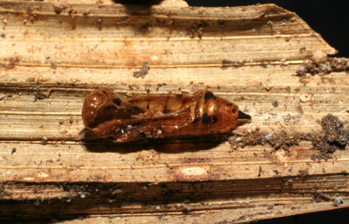 Figura 12. Restos de pupa donde salió pupario de parásito <i>Lespesia</i> Janzen22 (Tachinidae) que ataca <i>Tithraustes lambertae</i> (Notodontidae), localidad Sendero Rincón, Sector Rincón Rain Forest ACG (430m). Voucher: 04-SRNP-42769-DHJ423953.jpg.