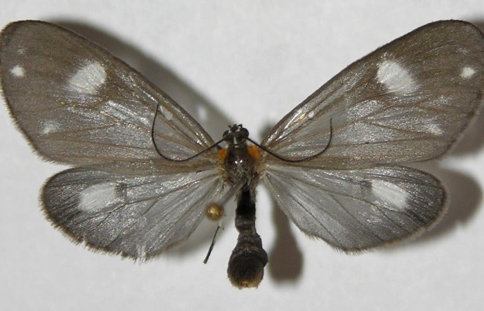 Figura 6. Adulto de <i>Tithraustes lambertae</i> (Notodontidae), hembra vista dorsal, localidad Sendero Rincón, Sector Rincón Rain Forest ACG (430m). Voucher: 04-SRNP-43053-DHJ310620.jpg.