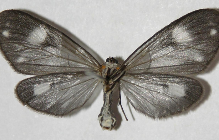 Figura 7. Adulto de <i>Tithraustes lambertae</i> (Notodontidae), hembra vista ventral, localidad Sendero Rincón, Sector Rincón Rain Forest ACG (430m). Voucher: 04-SRNP-43053-DHJ310621.jpg.