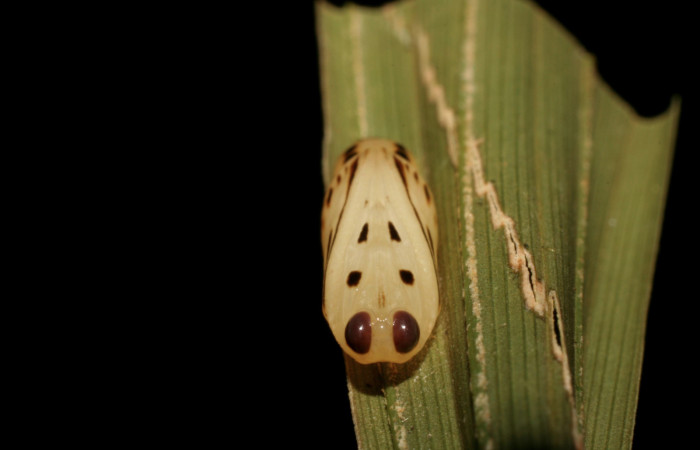 Figura 5. Pupa de <i>Tithraustes lambertae</i> (Notodontidae), vista frontal, localidad Sendero Memos, Sector Pitilla ACG (740m). Voucher: 06-SRNP-31348-DHJ425173.jpg.
