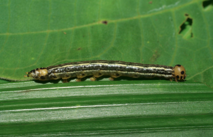 Figura 3. Larva <i>Tithraustes lambertae</i> (Notodontidae), último estadío (U) vista lateral, localidad Sendero Cuestona, Sector Pitilla ACG (640m). Voucher: 06-SRNP-32562-DHJ415792.jpg.