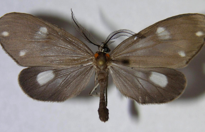 Figura 8. Adulto de <i>Tithraustes lambertae</i> (Notodontidae), macho vista dorsal, localidad Sendero Mismo, Sector Pitilla ACG (680m). Voucher: 07-SRNP-30778-DHJ372328.jpg.