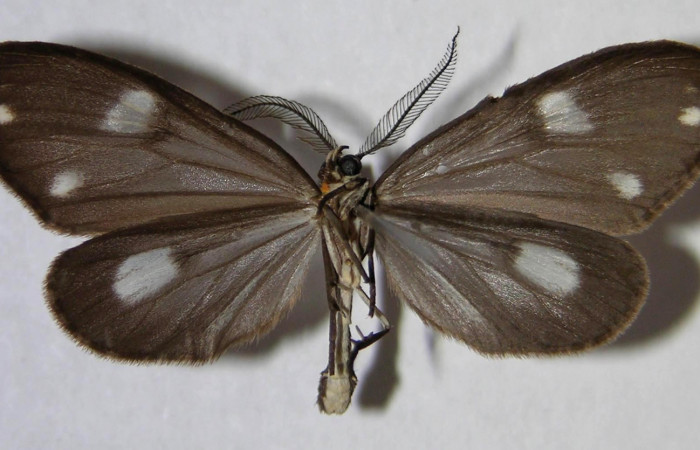 Figura 9. Adulto de <i>Tithraustes lambertae</i> (Notodontidae), macho vista ventral, localidad Sendero Mismo, Sector Pitilla ACG (680m). Voucher: 07-SRNP-30778-DHJ372329.jpg.