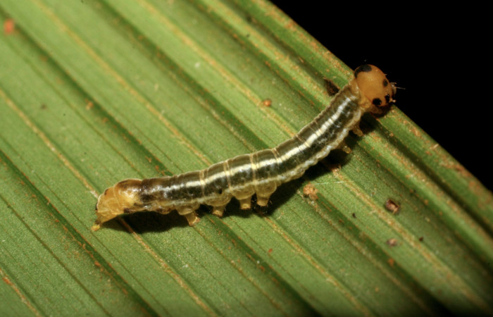 Figura 2. Larva <i>Tithraustes lambertae</i> (Notodontidae), penúltimo estadío (PU) vista lateral, localidad Sendero Memos, Sector Pitilla ACG (740m). Voucher: 07-SRNP-32254-DHJ421323.jpg.
