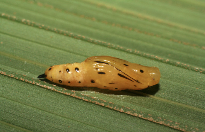 Figura 4. Pupa de <i>Tithraustes lambertae</i> (Notodontidae), vista lateral, localidad Sendero Mismo, Sector Pitilla ACG (680m). Voucher: 07-SRNP-32477-DHJ421564.jpg.