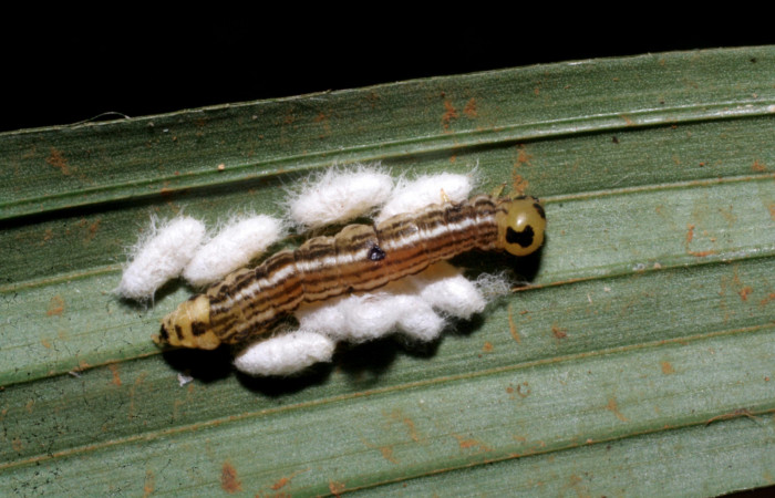 Figura 11. Capullos de <i>Parapanteles</i> paradoxusDHJ02 (Braconidae) que ataca <i>Tithraustes lambertae</i> (Notodontidae), localidad Quebrada Guarumo, Sector Rincón Rain Forest ACG (400m). Voucher: 07-SRNP-40273-DHJ420186.jpg.