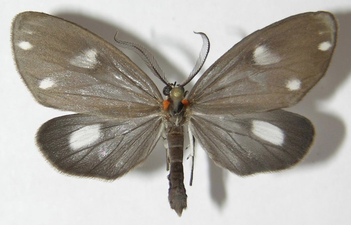 Figura 1. Adulto de <i>Tithraustes lambertae</i> (Notodontidae), vista dorsal, localidad Llano Conostegia, Sector Rincón Rain Forest ACG (430m). Voucher: 09-SRNP-42675-DHJ522704.jpg.