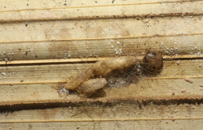 Figura 14. Capullos de parásito <i>Cotesia</i> Whitfield86 (Braconidae) que ataca <i>Tithraustes lambertae</i> (Notodontidae), localidad Quebrada Escondida, Sector Rincón Rain Forest ACG (420m). Voucher: 10-SRNP-40392-DHJ480544.jpg.