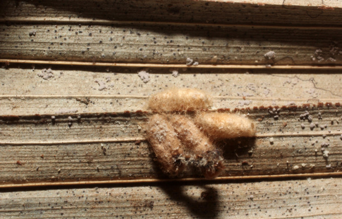 Figura 13. Capullos de parásitos <i>Cotesia</i> Whitfield265 (Braconidae) que ataca <i>Tithraustes lambertae</i> (Notodontidae), localidad Quebrada Escondida, Sector Rincón Rain Forest ACG (420m). Voucher: 14-SRNP-67106-DHJ804915.jpg.