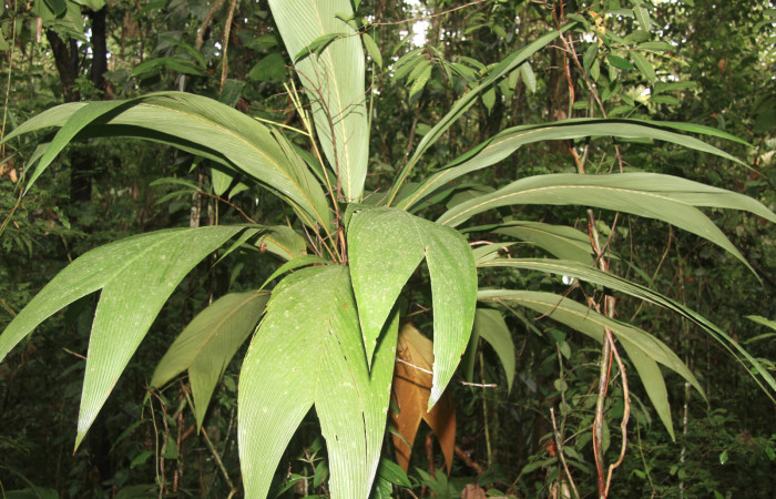 Figura 15. Planta hospedera de <i>Tithraustes lambertae</i> (Notodontidae), planta llamada <i>Geonoma congesta</i> (Arecaceae), localidad Sendero Manguera, Estación Biológica Quica Sector Pitilla ACG (470m). Foto: Ricardo Calero 07 Setiembre 2016.