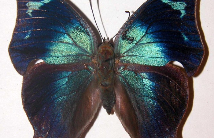 Figura 1. Adulto <i>Memphis forreri</i> (Nymphalidae). Vista dorsal, envergadura alar de macho 52 mm. Voucher: 00-SRNP-2119-DHJ38572.jpg.