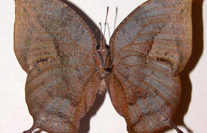 Figura 4. Adulto <i>Memphis forreri</i> (Nymphalidae). Vista ventral, envergadura alar de 60 mm, hembra. Voucher: 00-SRNP-4465-DHJ33785.jpg.