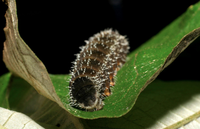 Figura 12. Larva <i>Memphis forreri</i> (Nymphalidae). Mancha negra en la última parte del abdomen, último estadío, mide 41mm. Foto 22 julio 1993. Voucher: 05-SRNP-63152-DHJ409022.jpg.