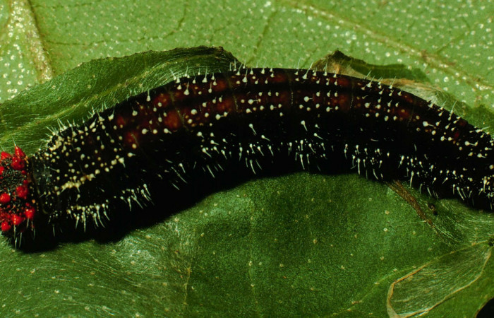 Figura 8. Larva <i>Memphis forreri</i> (Nymphalidae). Vista dorsal, último estadío. Foto 22 julio 1993. Voucher: 93-SRNP-3524-DHJ26826.jpg.