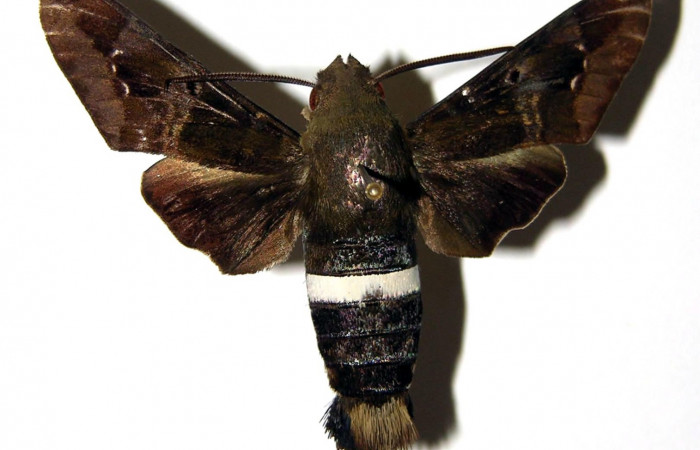 Fig. 03. Macho de <i>Aellopos clavipes</i> (Sphingidae), 45mm de envergadura. Vista dorsal. Voucher: 98-SRNP-13760-DHJ95634.jpg.