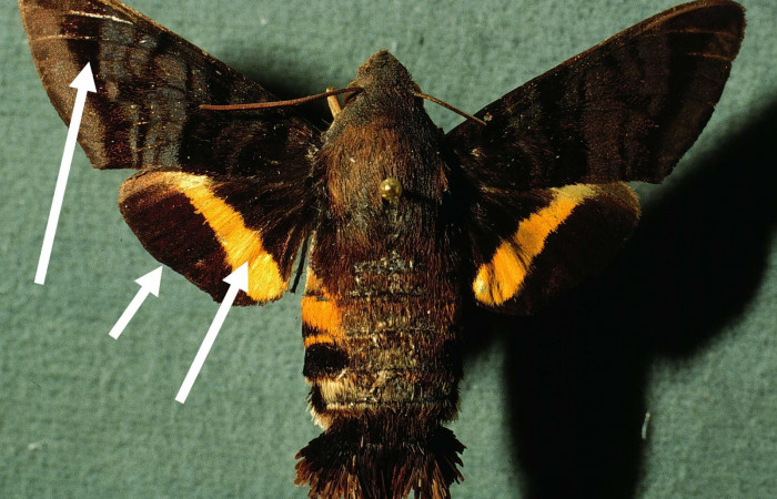 Fig.07. Adulto de <i>Aellopos titan</i>  (Sphingidae), vista dorsal, 47mm de envergadura. Voucher: INBIOCRI002795658-DHJ38577.jpg.