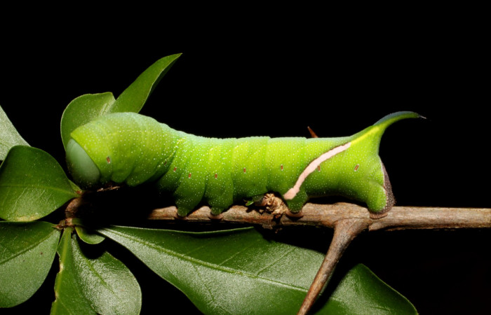 Fig.08. Larva de <i>Aellopos clavipes</i>  (Sphingidae), último estadío, 43mm de longitud, vista lateral. Voucher: 12-SRNP-12002-DHJ497840.JPG.