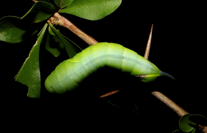 Fig.09. Larva de <i>Aellopos clavipes</i>  (Sphingidae), último estadío, 43mm de longitud, vista dorsal. Voucher: 12-SRNP-12002-DHJ497842.JPG.