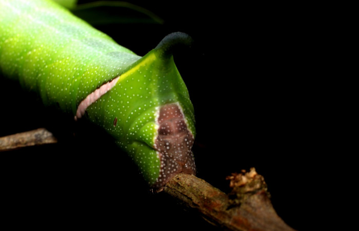 Fig.10. Larva de <i>Aellopos clavipes</i>  (Sphingidae), último estadío, 43mm de longitud, vista por atrás. Voucher: 12-SRNP-12002-DHJ497852.JPG.
